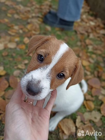 Джек Рассел терьер