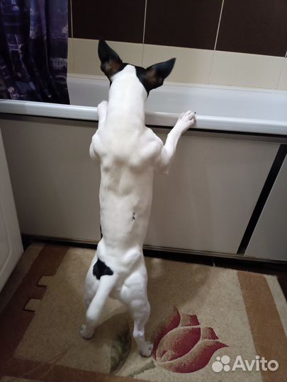 Вязка/случка Джек Рассел Терьер бесплатно