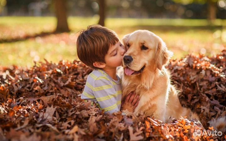 Передержка собак в семье не зоогостиница