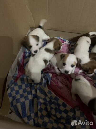 Джек Рассел терьер