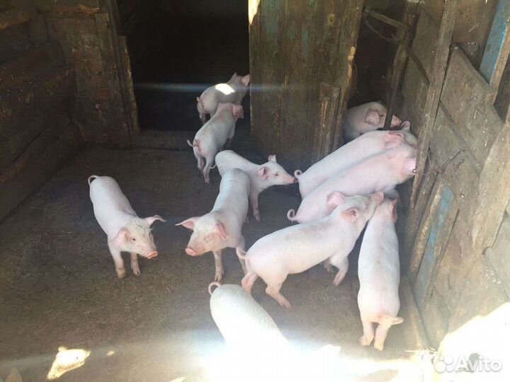 Поросята петрен