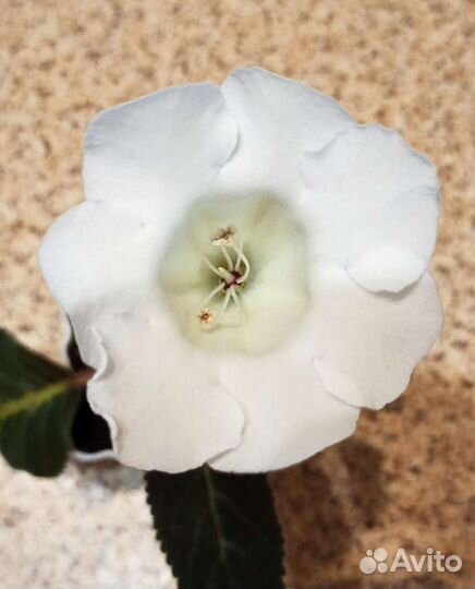 Ахименес, Глоксинии