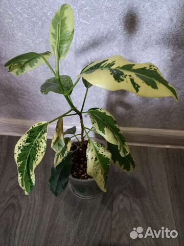 Сциндапсусы на срез