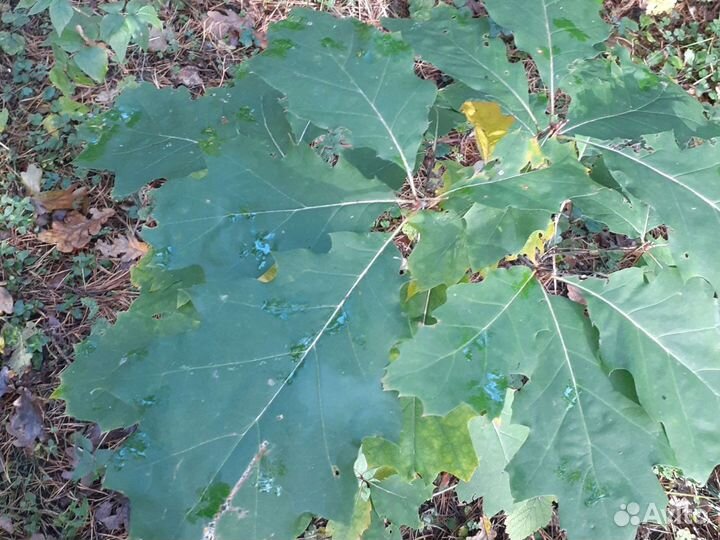 Канадский дуб