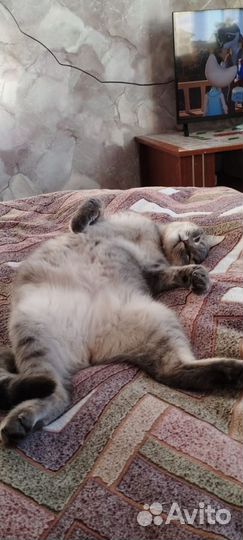 Котик в добрые руки