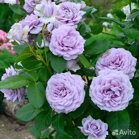 Роза Новалис флорибунда