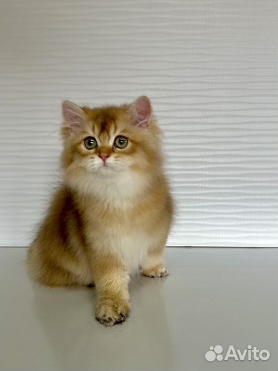 Британские котята