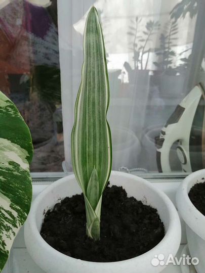 Сансевиерия металлика