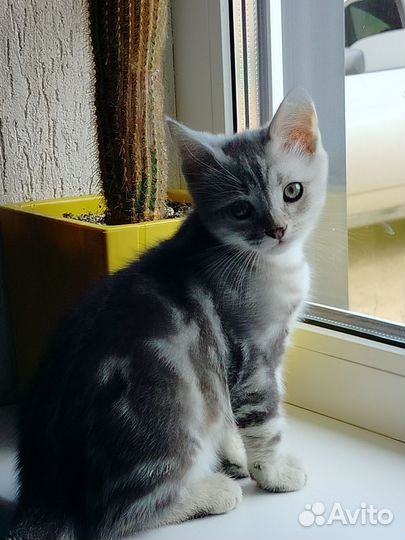 Британские котик