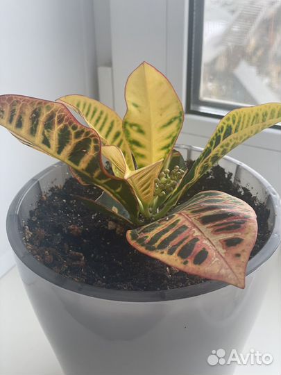 Драцена, кодиеум, шефлера, папоротник, крассула