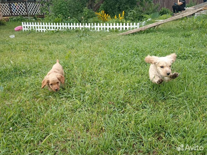 Щенок спаниеля