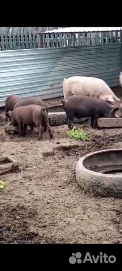 Поросята Королевские Кармалы