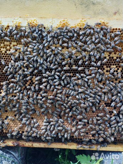 Пчелосемьи Бакфаст