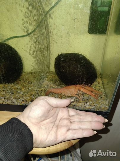 Аквариумные раки