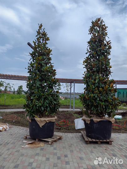 Магнолия крупномер 4,5 м