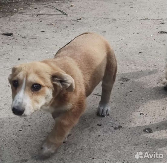 Собака в добрые руки отдам бесплатно