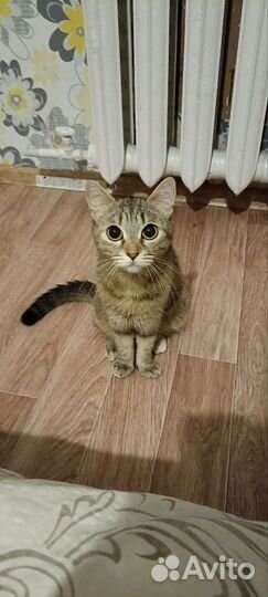 Кошки в хорошие руки