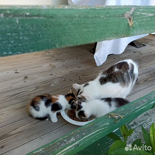 Трехцветная кошечка