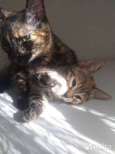 Кошка в добрые руки