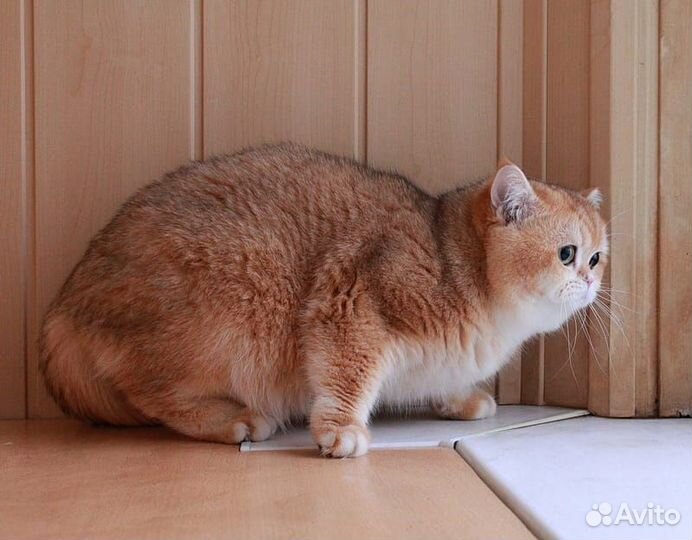 Британские золотые шиншиллы