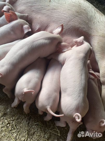 Поросята породы см 1