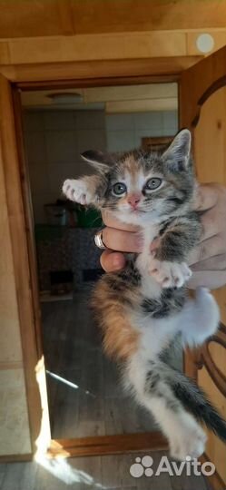 Котята только в хорошие руки