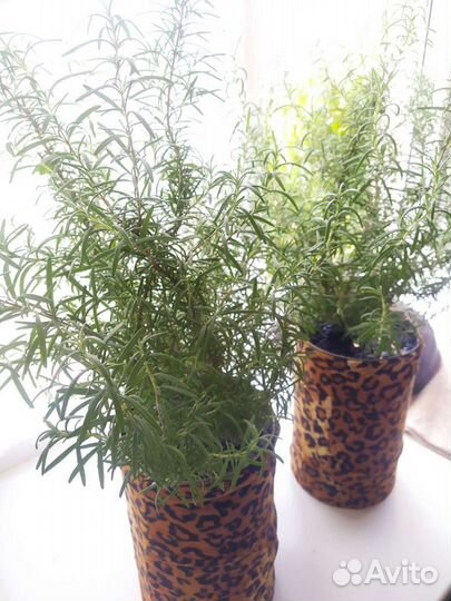 Розмарин - живая 