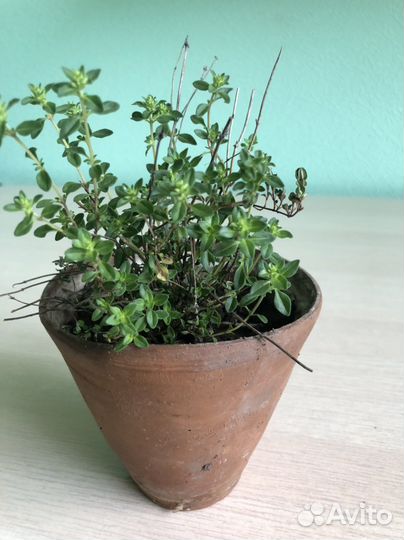 Рассада чабрец