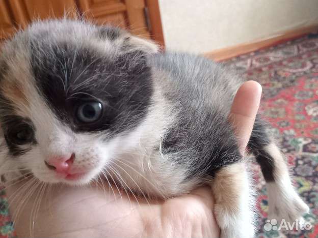 Котята в добрые руки вислоухий