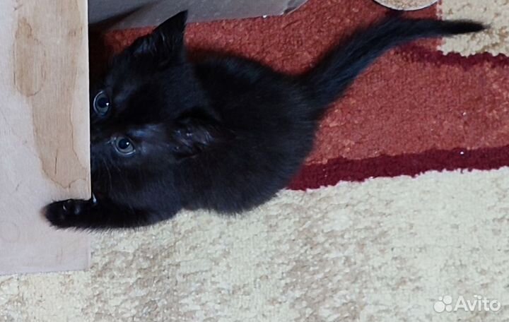 Кошка в дар бесплатно