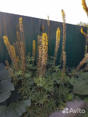 Многолетник