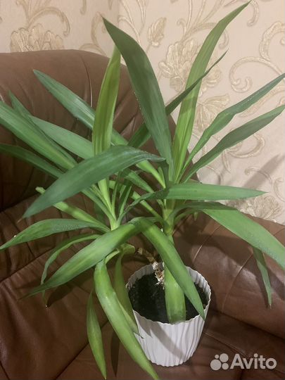 Пальма юкка в горшке