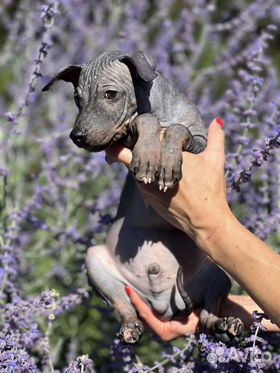 Щенки американского голого терьера