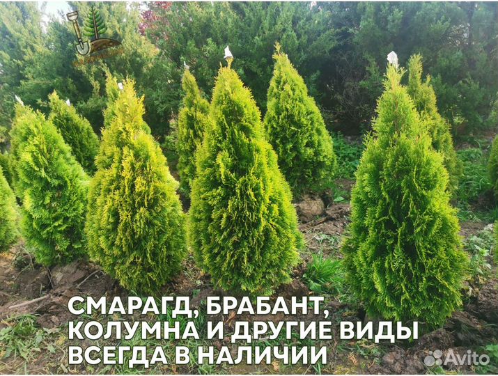 Туя колумна с гарантией приживаемости