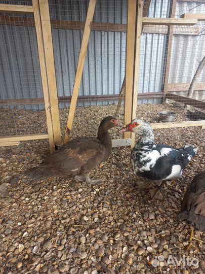 Мускусные утки