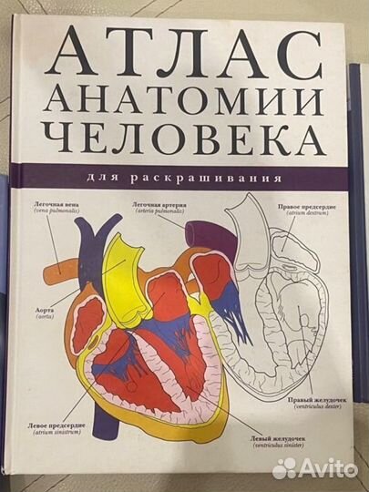 Атлас Анатомии человека Новый