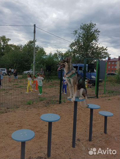 Услуги кинолога