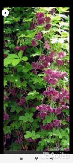 Кампсис укореняющийся -Акебия - лиана,жимолость