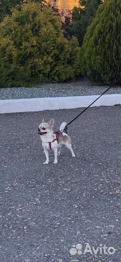 Вязка чихуахуа мальчик