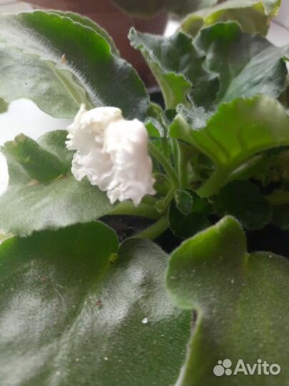 Фиалка белая, махровая в горшке