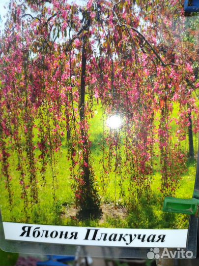 Саженцы роз, винограда,гибискуса, глицинии