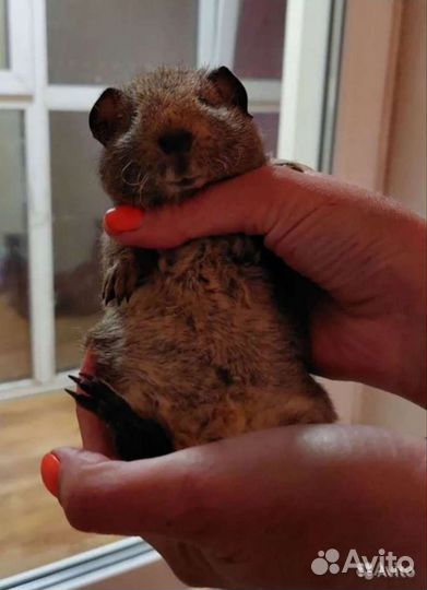 Морские свинки Элитные Тедди