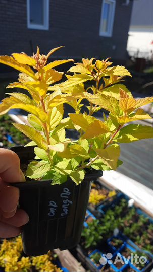 Саженцы спиреи Голден Принцесс