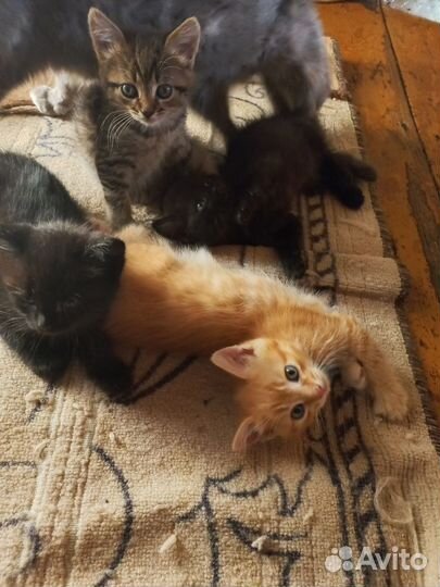 Котята в добрые руки даром бесплатно