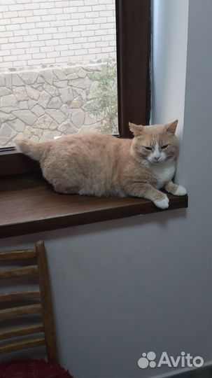 Кошки бесплатно