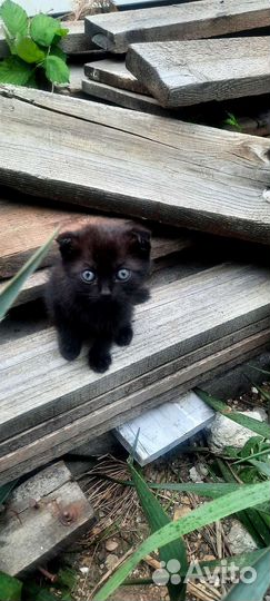 Кошка в дар бесплатно