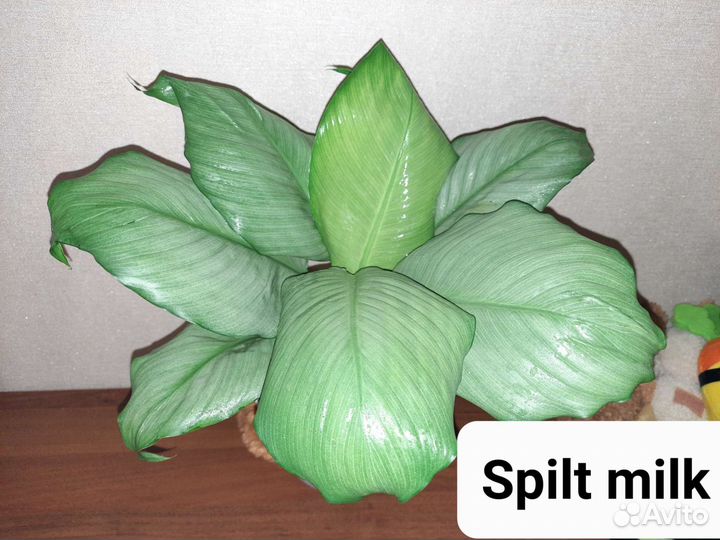 Спатифиллум Спилт милк