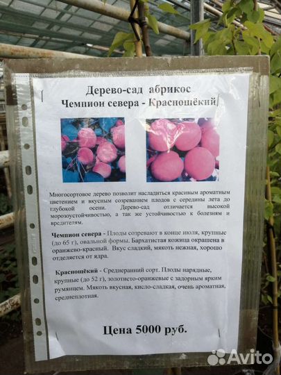 Плодовые деревья