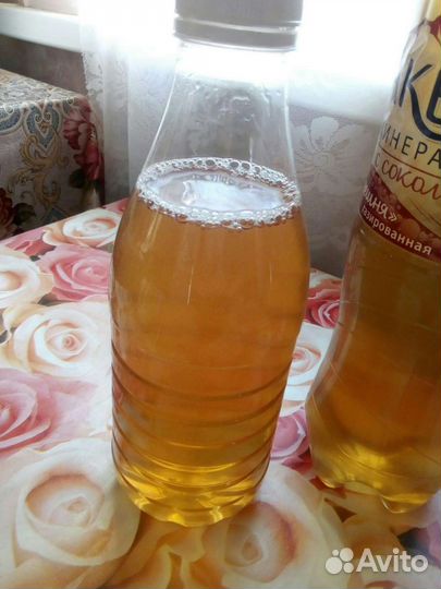 Чайный гриб