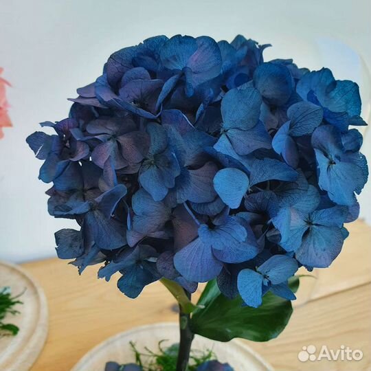 Гортензии в колбе